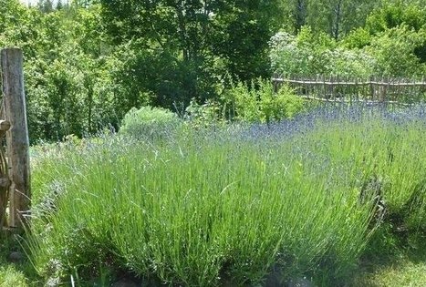 Tradiciniai žemaitiško darželio augalai