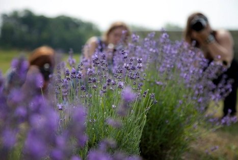 Ekskursija ir degustacija Lavender Village ūkyje