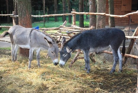 Tradiciniai patiekalai HBH poilsio ir pramogų komplekse