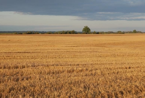 Panekelpių kaimo ūkis