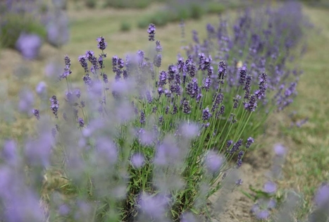 Ekskursija ir degustacija Lavender Village ūkyje
