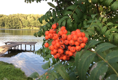 Viliaus Vaicekausko sodyba