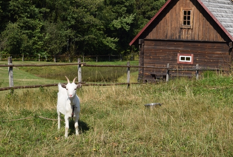 Sodyba „Elenutės namai“