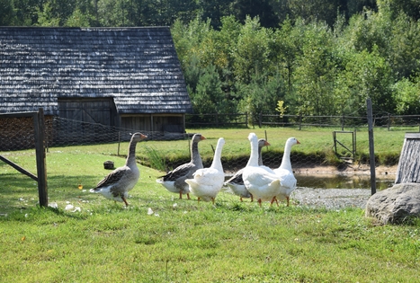 Sodyba „Elenutės namai“