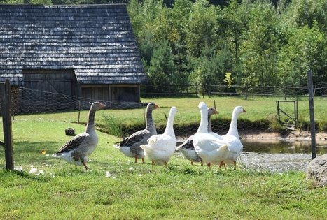 Sodyba „Labanoro pasaka“