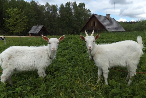 Sodyba „Elenutės namai“