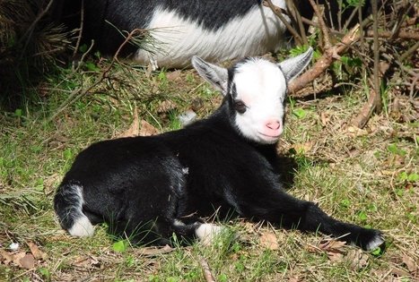 Tradiciniai patiekalai HBH poilsio ir pramogų komplekse