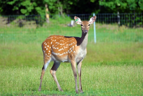 Sodyba „Tarp liepų“