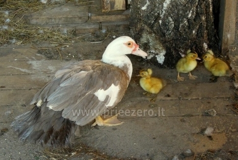 Sodyba „Stirnelės viensėdis“