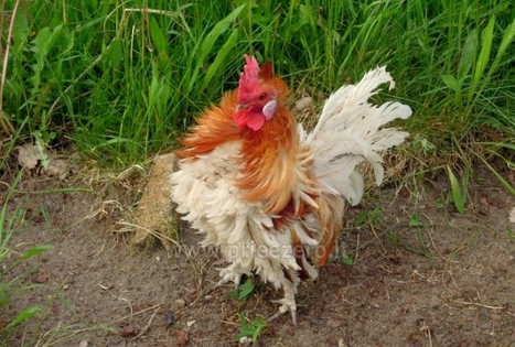 Sodyba „Stirnelės viensėdis“