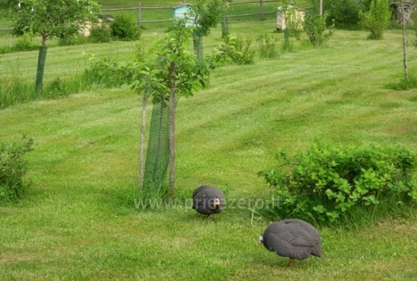 Sodyba „Stirnelės viensėdis“