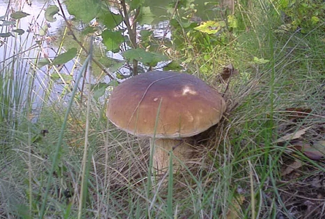 „Pagirės“ sodyba