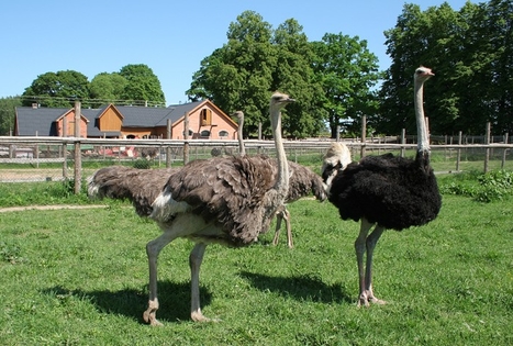 Sodyba „Ąžuolų slėnis“