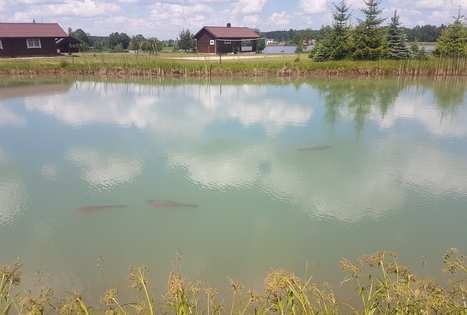 Sodyba „Antanynė“