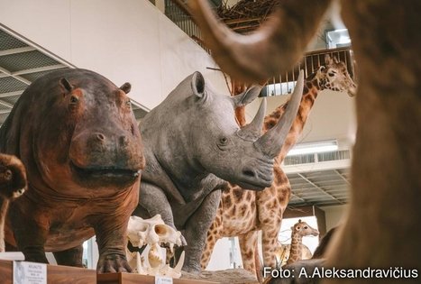 Kauno T. Ivanausko zoologijos muziejus