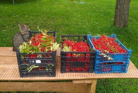 Ekologinis-biodinaminis ūkis „Miško sodai“