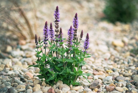 „Gilužio“ sodyba