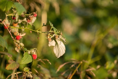 „Gilužio“ sodyba