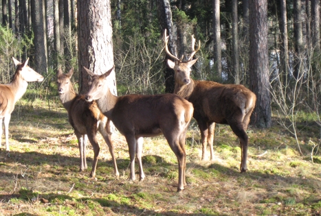 Sodyba „Labanoro dūda“