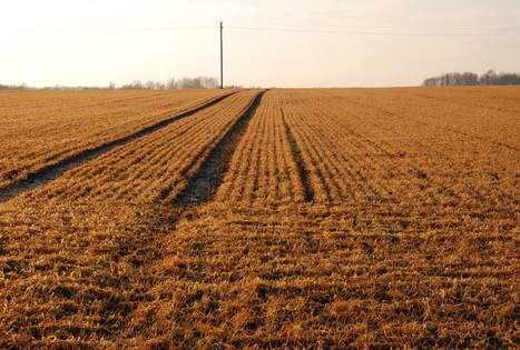 Panekelpių kaimo ūkis