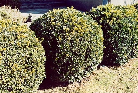 Tytuvėnų bažnyčios ir vienuolyno ansamblis