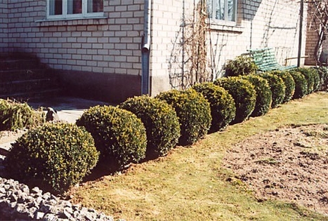 Tytuvėnų bažnyčios ir vienuolyno ansamblis