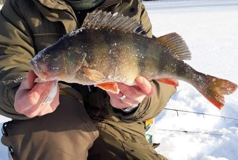 Sodyba „Čičiriai“