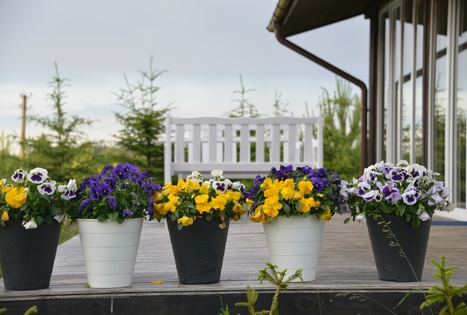 Sodyba „Kliukai“