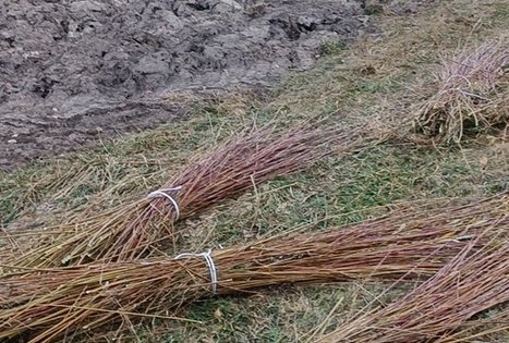 Vila „Terra poilsis“