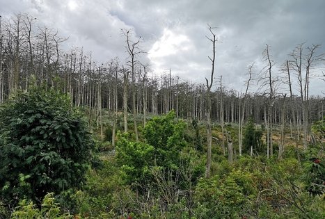 Garnių ir kormoranų kolonija