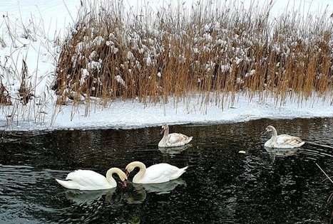 Nijolės ir Henriko Zubrickų sodyba