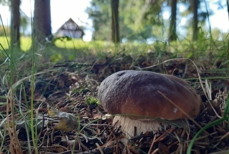 Sodyba „Gintarinė rasa“