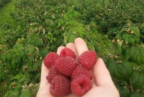 Audronės Ispiryan ūkis