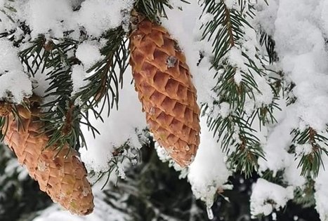 Sodyba „Narūnas“