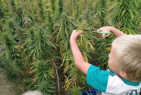 Kanapių ūkio lankymas