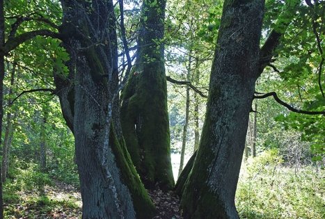 Ekskursija "Grūdo kelias" (miškas + muziejus) 
