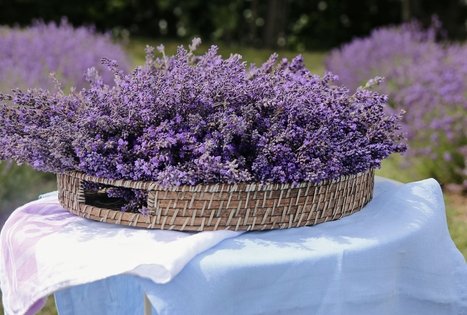 Ekskursija ir degustacija Lavender Village ūkyje