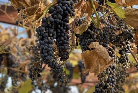 Vyndario Česlovo Ramoškos sodyba (UAB ČESLOVO VYNAS)