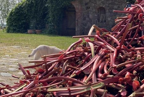 Vyndario Česlovo Ramoškos sodyba (UAB ČESLOVO VYNAS)