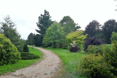 Dubravos arboretumas