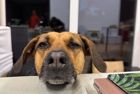 Asociacija „Džiaugsmo dirbtuvės“