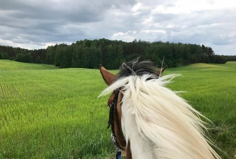 „Varėnės žirgai”