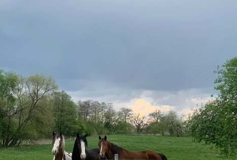 „Varėnės žirgai”