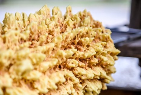 „L. Sadauskienės šakočiai“