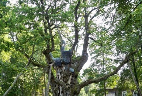 Stelmužės dvarvietės parkas