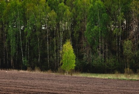 Miško Takas 51. Lazdijai – Veisiejai.