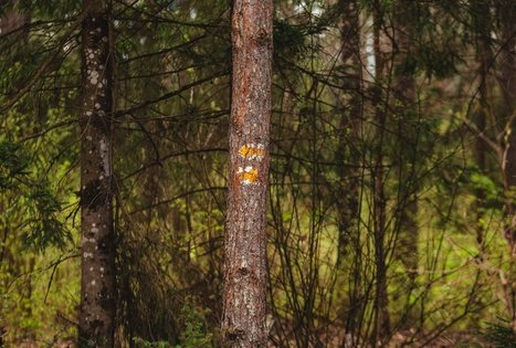 Miško Takas 51. Lazdijai – Veisiejai.