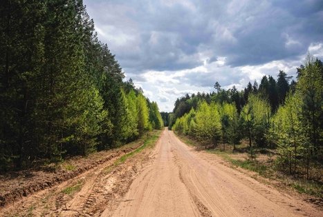 Miško Takas 51. Lazdijai – Veisiejai.