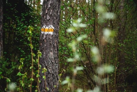 Miško Takas 51. Lazdijai – Veisiejai.