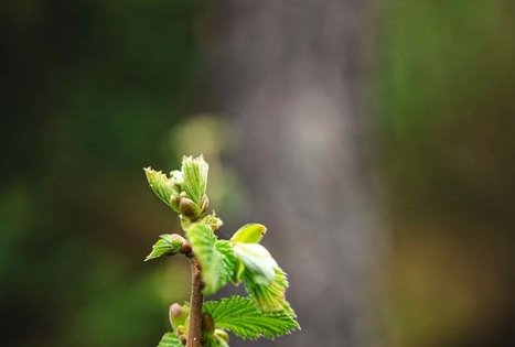 Miško Takas 51. Lazdijai – Veisiejai.